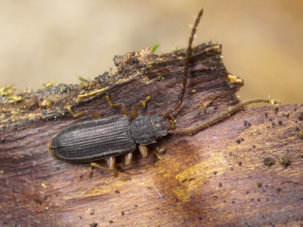 Uleiota planata (Linnaeus, 1761)